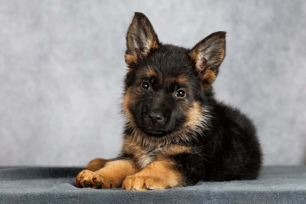 German Shepherd Dachshund Mix Puppies – fluffy black and tan puppy resting on a soft blanket