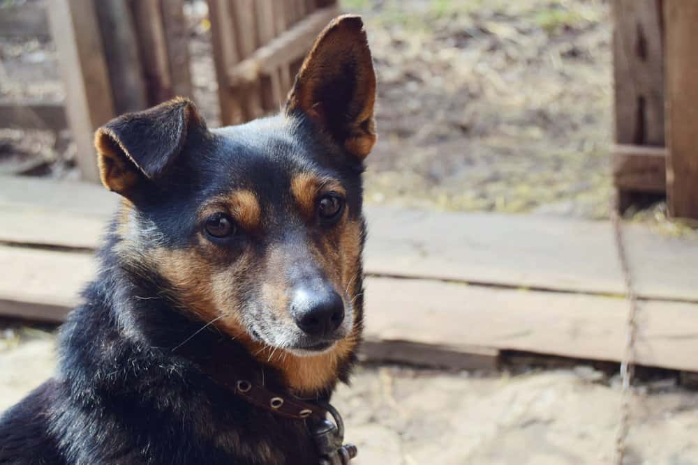 German Shepherd Dachshund Mix – black and tan dog sitting outdoors looking at camera 
