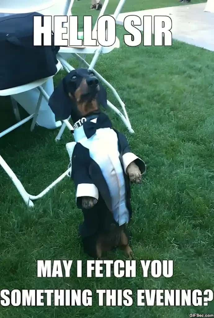 Funny dachshund meme with a doxie dressed in a tuxedo costume standing on hind legs with caption Hello Sir may I fetch you something this evening.