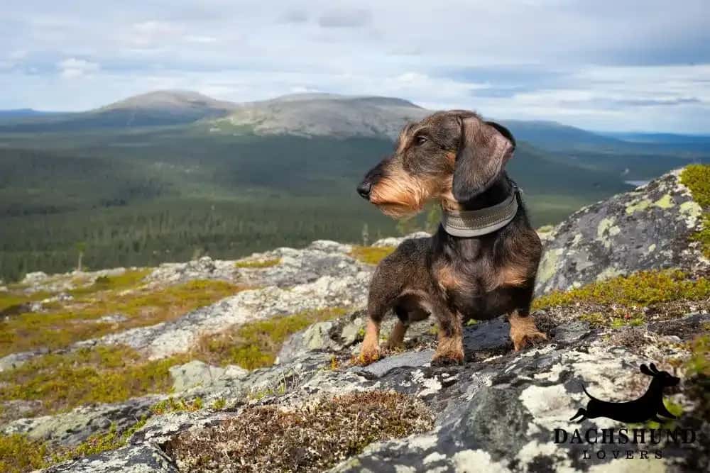 Hiking with a Dachshund. Wirehaired dachshund hiking on mountain rocks with scenic forest and hills in the background – Dachshund Lovers