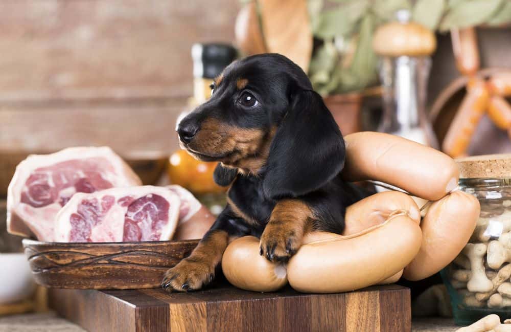 Dachshund puppy sitting among sausages and fresh meat cuts in a rustic kitchen setting