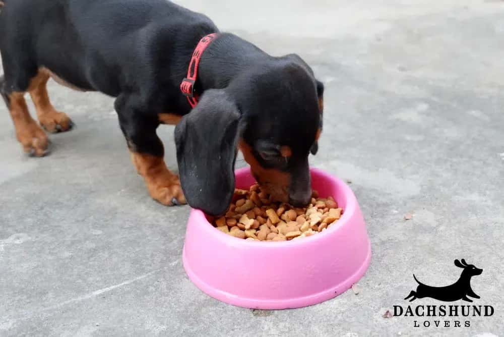 How much to feed a dachshund puppy – black and tan dachshund puppy wearing red collar eating dry kibble from a pink food bowl on concrete floor, Dachshund Lovers logo in corner