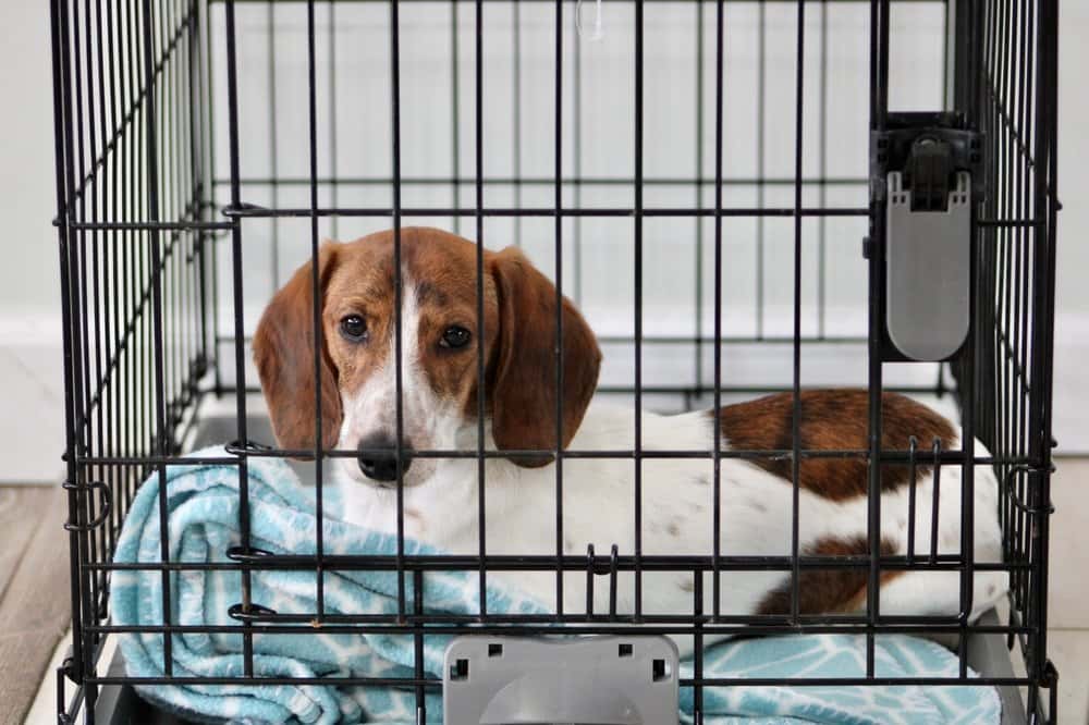 brown and white Dachshund lying in crate on a soft blue blanket 