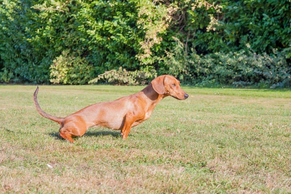  brown short-haired Dachshund relieving itself outdoors on green grass during potty training 