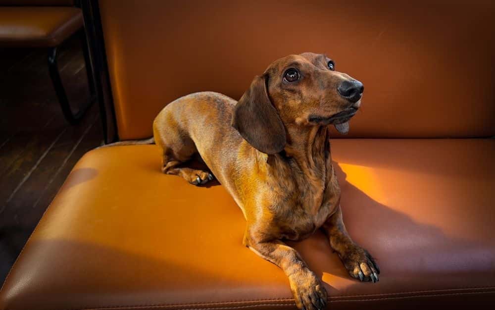 brown smooth-haired Dachshund sitting on leather bench looking up attentively during training
