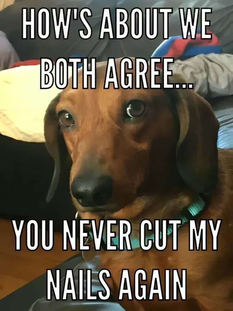 Funny dachshund meme with a close up of a doxie giving side eye while wearing a collar, caption reads How’s about we both agree you never cut my nails again