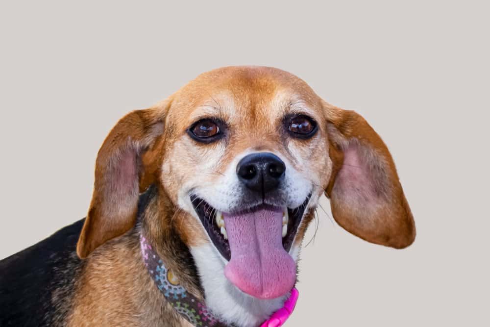 Beagle Dachshund Mix Lifespan smiling with tongue out wearing a pink collar – Dachshund Lovers