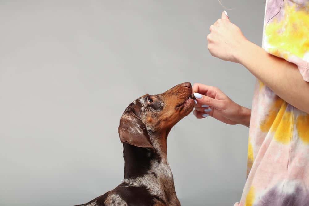 Dapple Dachshund being hand-fed a treat by owner wearing pastel shirt – best diet and portion size