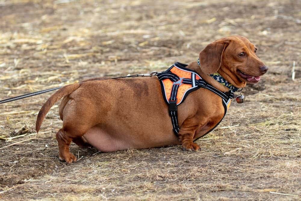 Red Dachshund wearing a harness and leash outdoors showing signs of obesity and low muscle tone