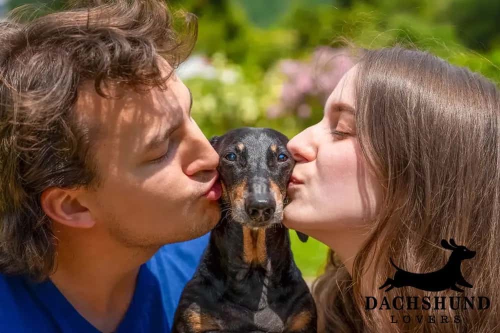 Couple kissing their dachshund on both cheeks, showing the love and joy of owning a dachshund 