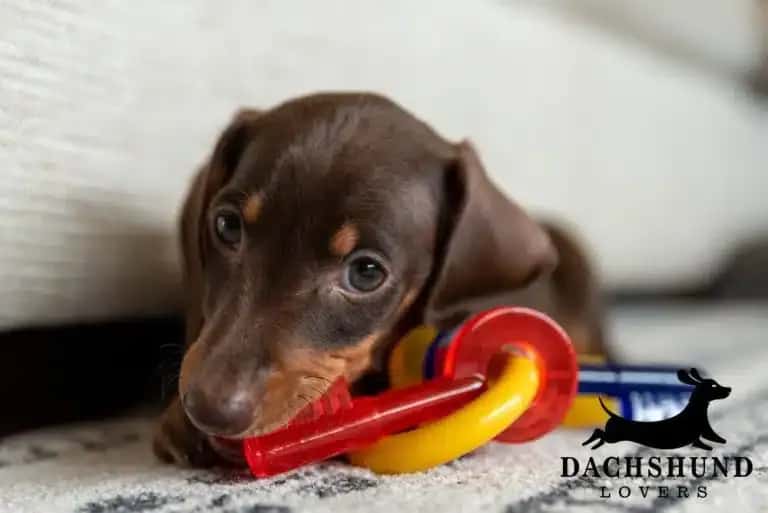 A brown dachshund puppy gently bites colorful plastic rings on a textured carpet.