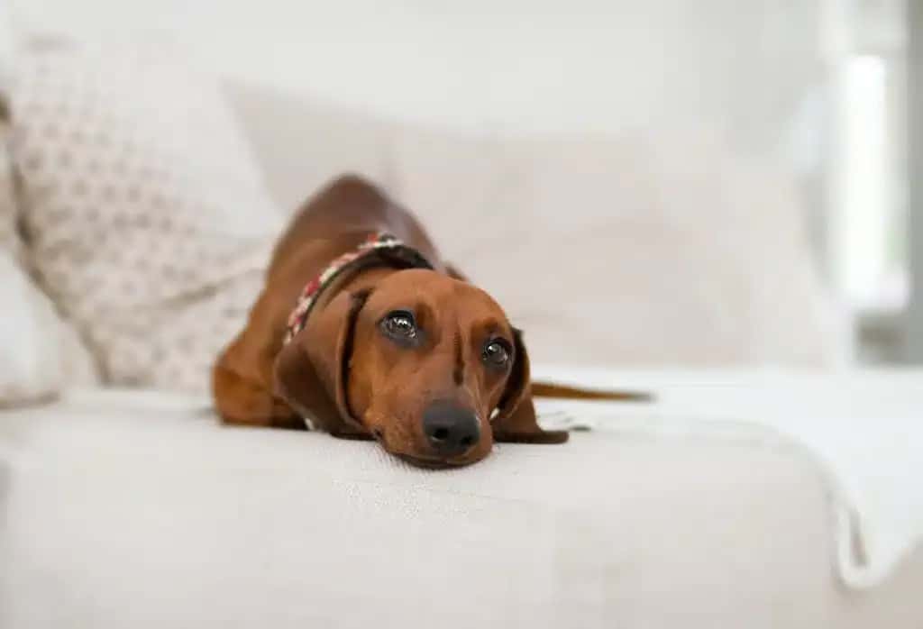 Brown dachshund resting peacefully on a cream couch, symbolizing the breed's evolution from working dog to companion