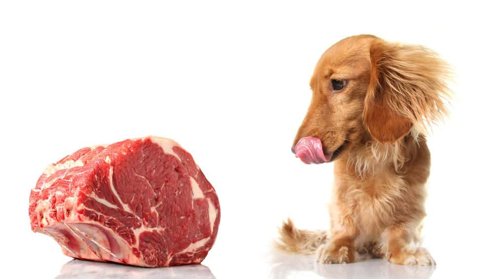 long-haired Dachshund licking lips while sitting beside raw beef cut on white background 