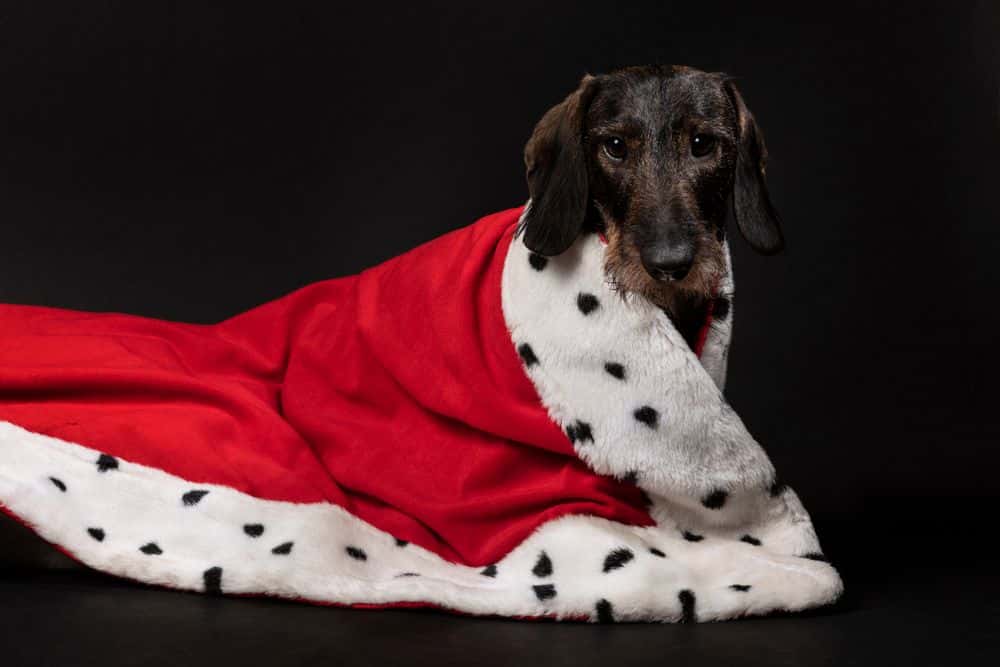 wirehaired Dachshund wrapped in red and white regal cloak on black background 