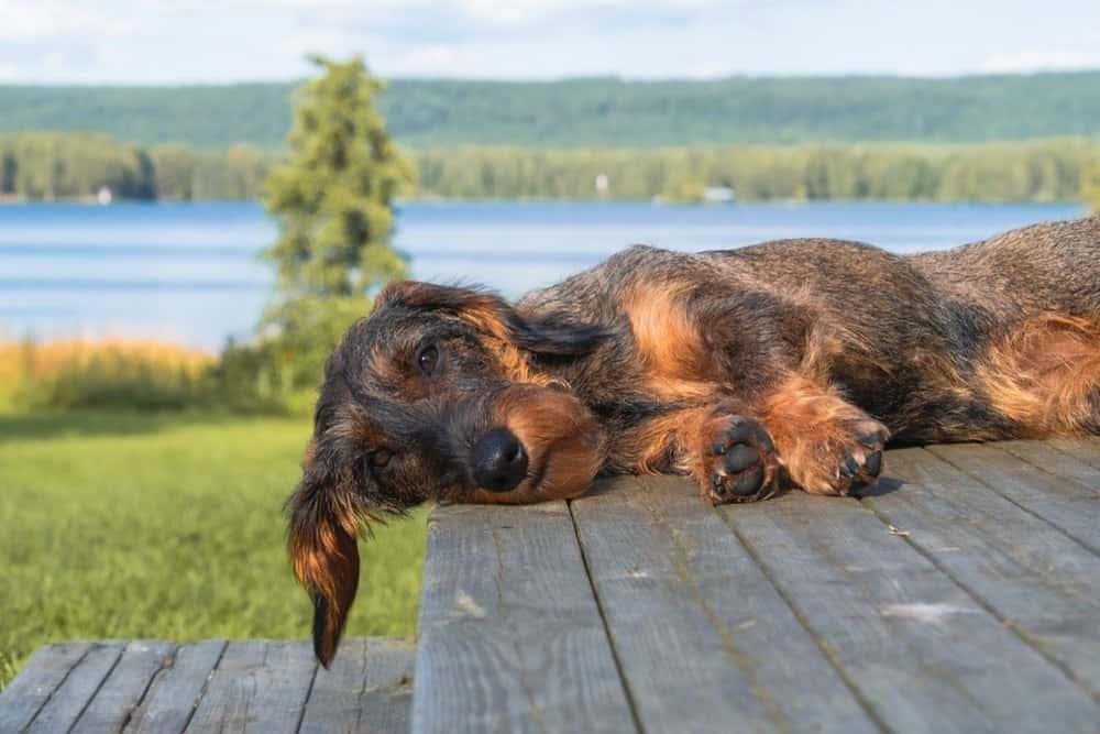 Red Sable Dachshund resting on a soft grey couch beside a blue pillow – Dachshund Lovers