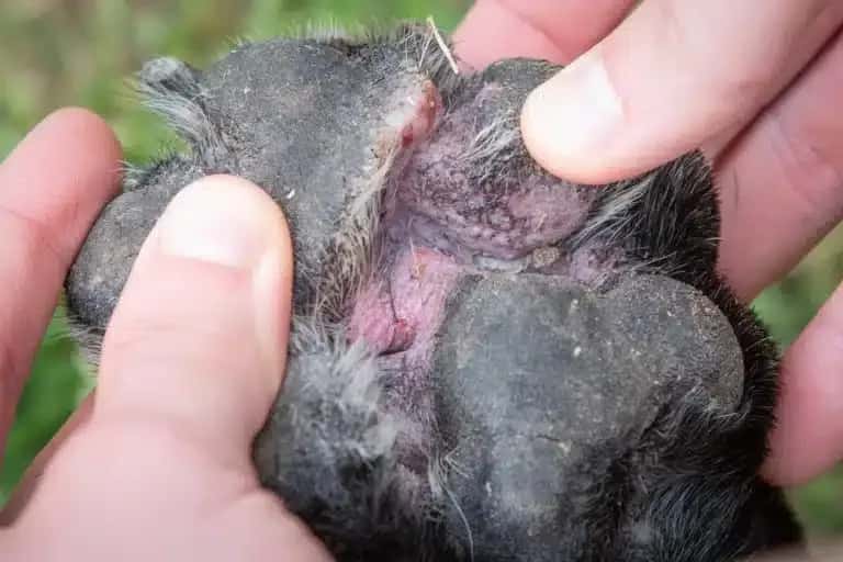 Close-up of swollen dachshund paw showing redness and irritation between pads