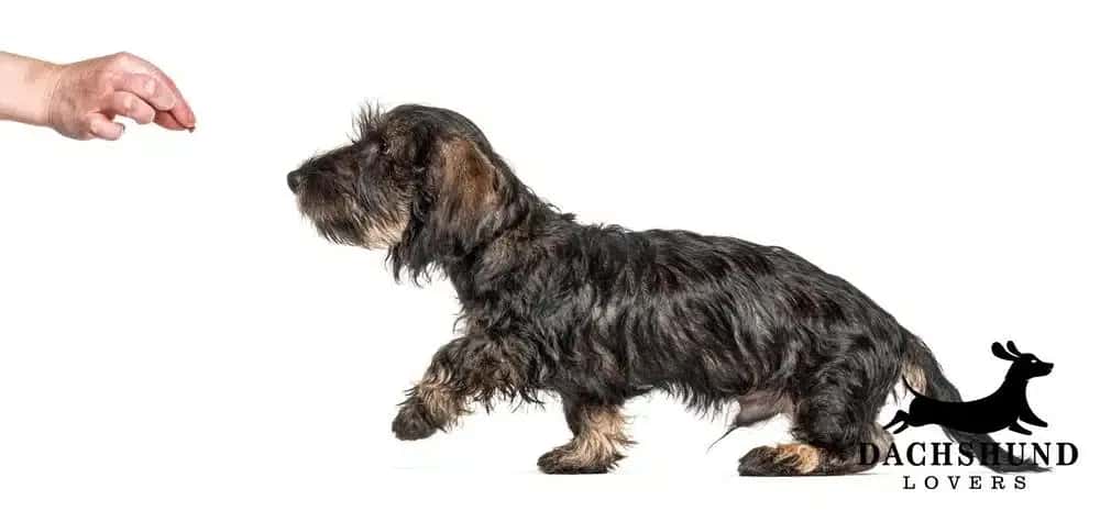 A wiry-haired dachshund puppy tentatively approaches a hand holding a treat on a white background