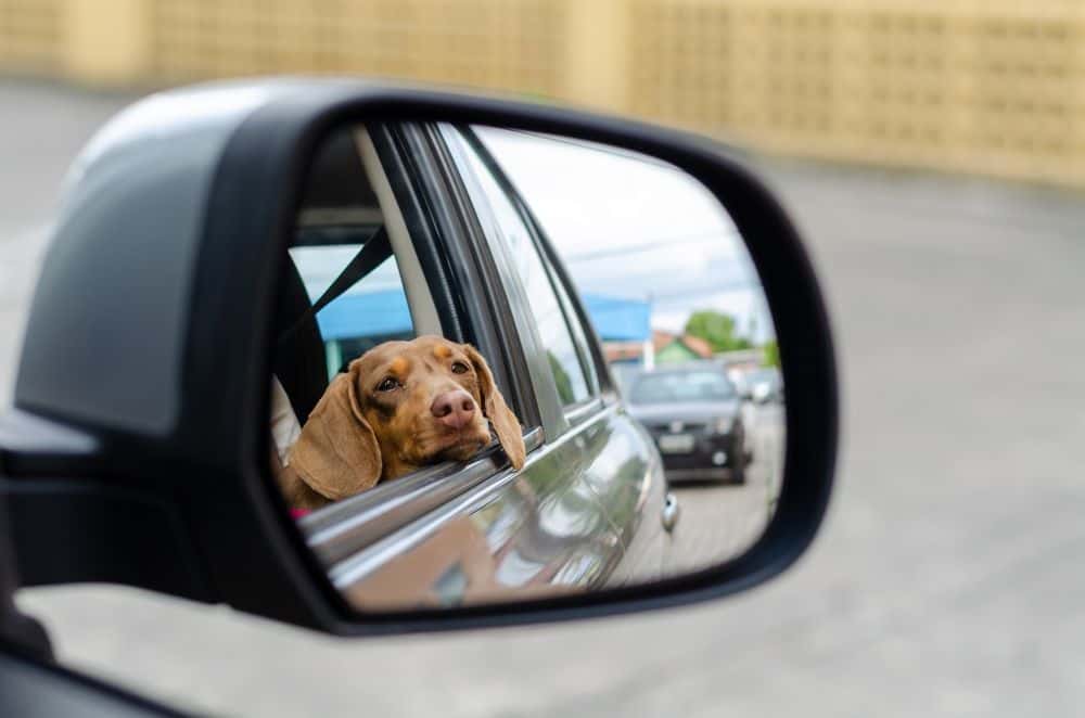 Traveling with a Dachshund – brown Dachshund resting head on car window while looking out 