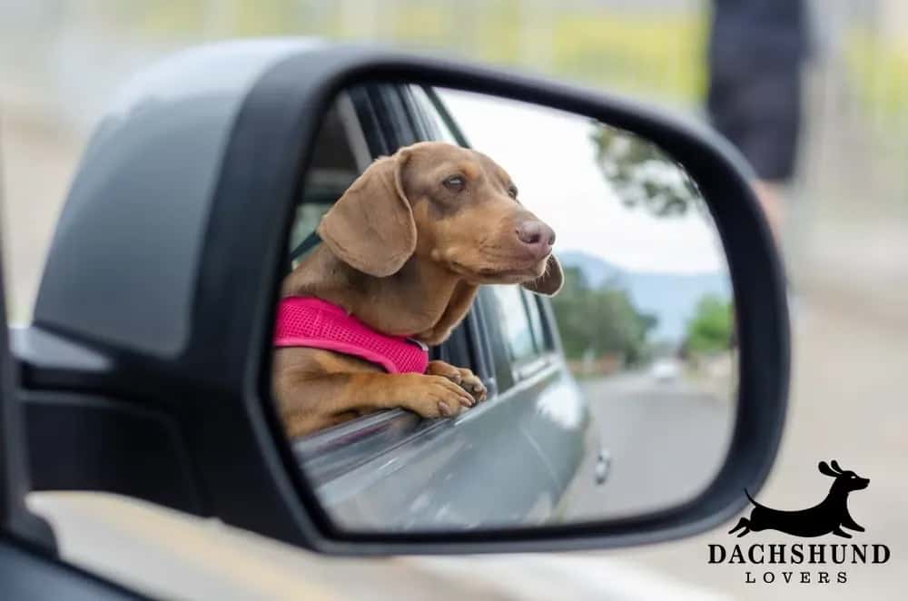Dachshund traveling in a car wearing a pink harness looking out the window