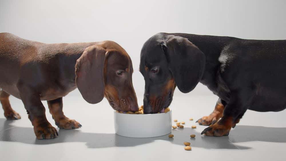 What Can Dachshunds Eat – two Dachshunds sharing a bowl of dry dog food on white background
