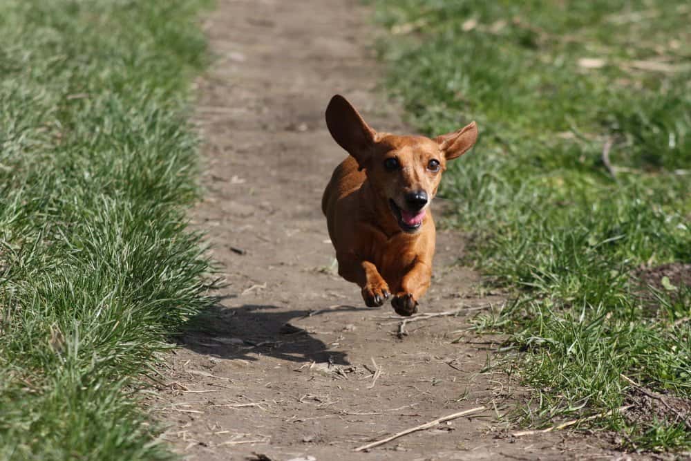 When Do Dachshunds Calm Down – energetic brown Dachshund running outdoors on a dirt path