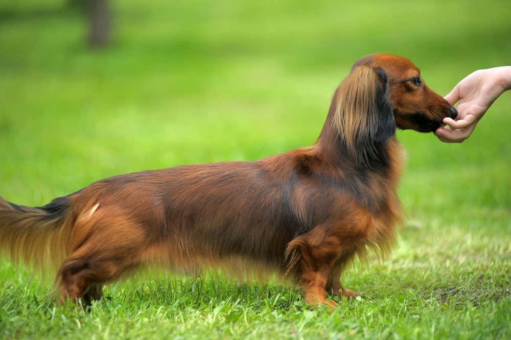 Why are dachshunds so long. Long-haired Dachshund standing on grass being gently petted 