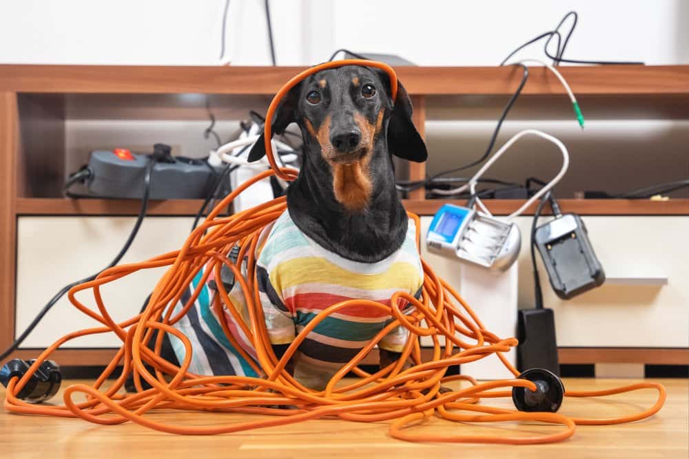 A dachshund in a colorful striped sweater is adorably tangled in orange cords, sitting 