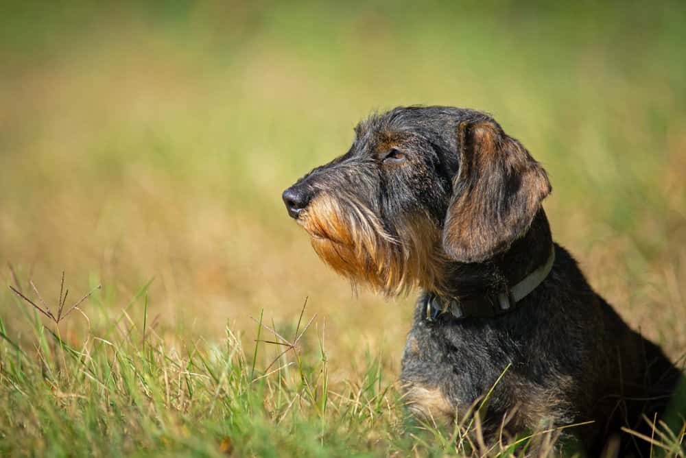 wire-haired Dachshund with dark coat and tan muzzle sitting in grassy field