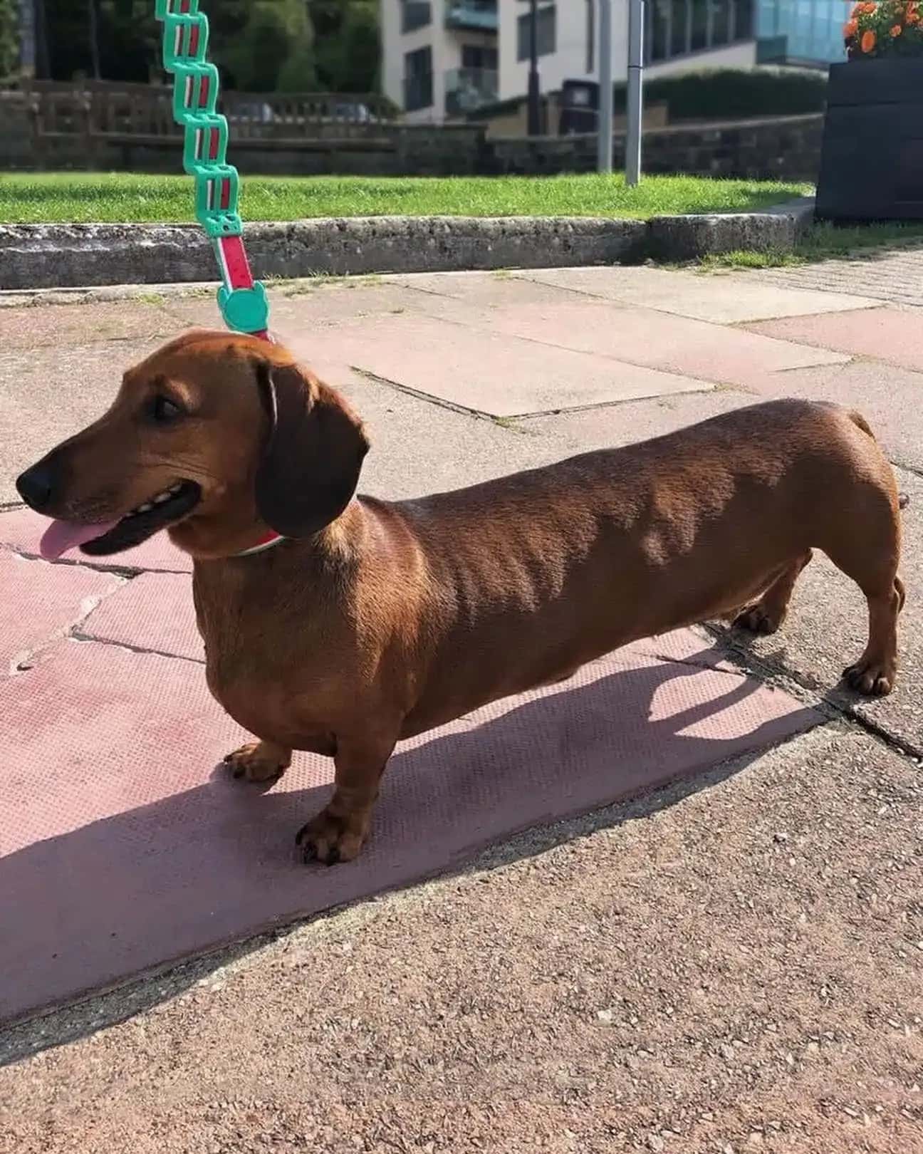 Dachshund on a leash, standing on a sunlit pavement. The dog has a shiny brown coat, with its tongue out, appearing happy. Grass and buildings in the background.