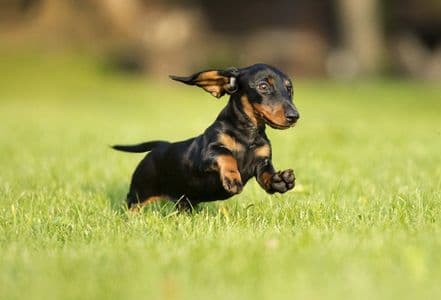 How Much Exercise Do Dachshunds Need – energetic black and tan Dachshund running outdoors on grass – Dachshund Lovers