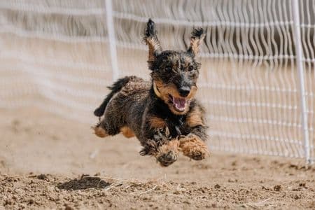 Dachshund Shedding Solutions. Wire-haired Dachshund running outdoors – shedding solutions and coat care – Dachshund Lovers