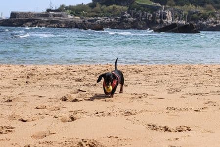 Dachshund Beach – black and tan Dachshund playing with tennis ball on sandy beach with ocean waves – Dachshund Lovers