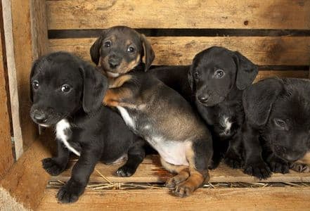 3-Week-Old Dachshund Puppies – tiny black and tan Dachshund puppies cuddling together in a rustic wooden crate – Dachshund Lovers