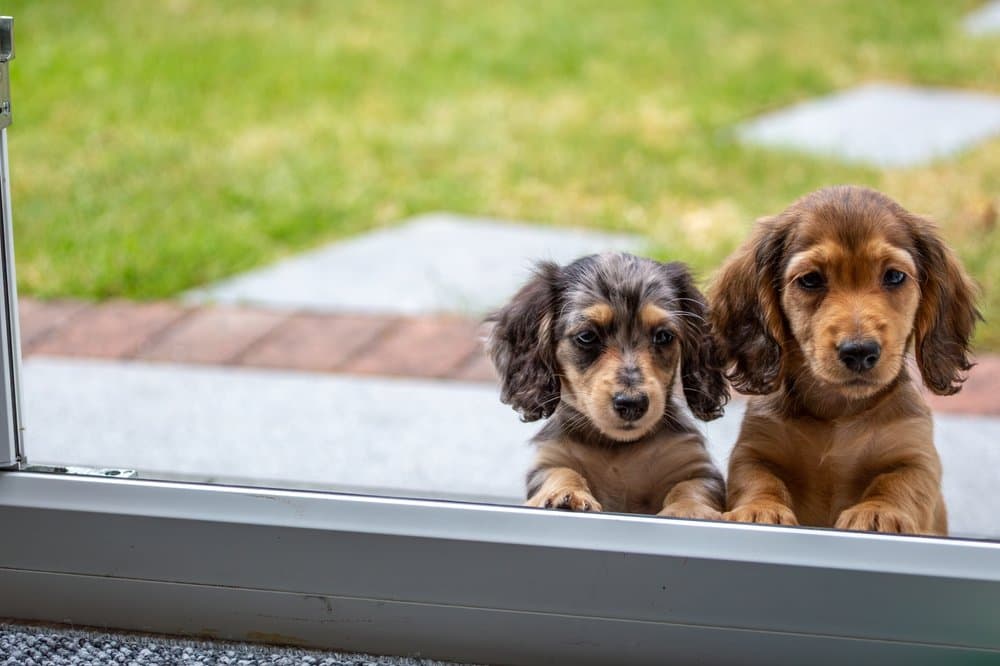 8-Week-Old Dachshund Puppies – two adorable long-haired Dachshund puppies looking inside through a glass door – Dachshund Lovers
