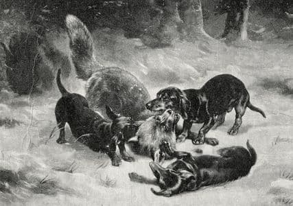 A vintage illustration depicts several dogs surrounding a cornered raccoon in a snowy forest. The scene conveys tension and action amidst the wintry background.