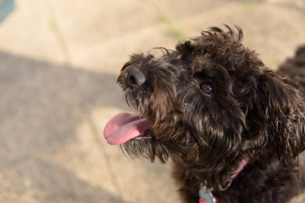 appy Doxiepoo with a freshly trimmed curly coat enjoying the sunshine outdoors – Dachshund Lovers