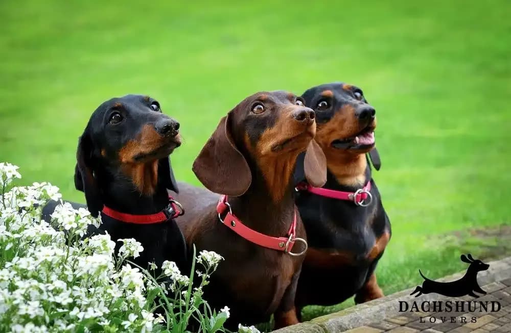 Three dachshunds sitting together outdoors wearing collars, showing breed traits and back health risk factors