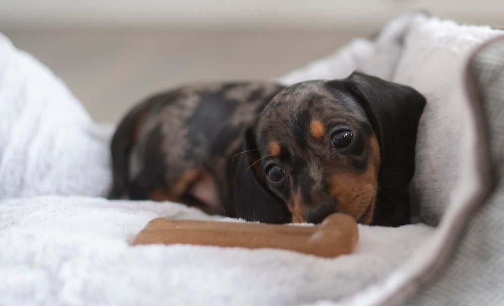 About Dachshund Puppies – dapple Dachshund puppy lying on white blanket chewing a small toy bone – Dachshund Lovers