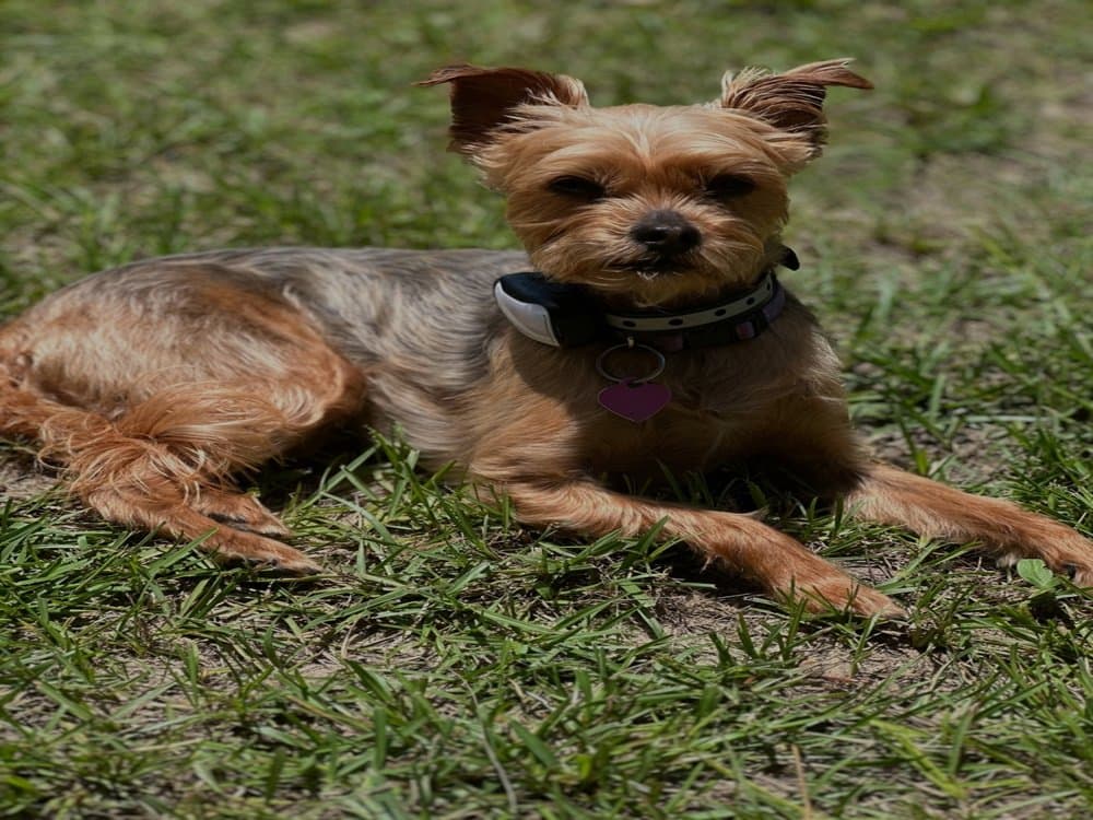 About Dorkie – Yorkshire Terrier Dachshund Mix dog lying on grass – Dachshund Lovers