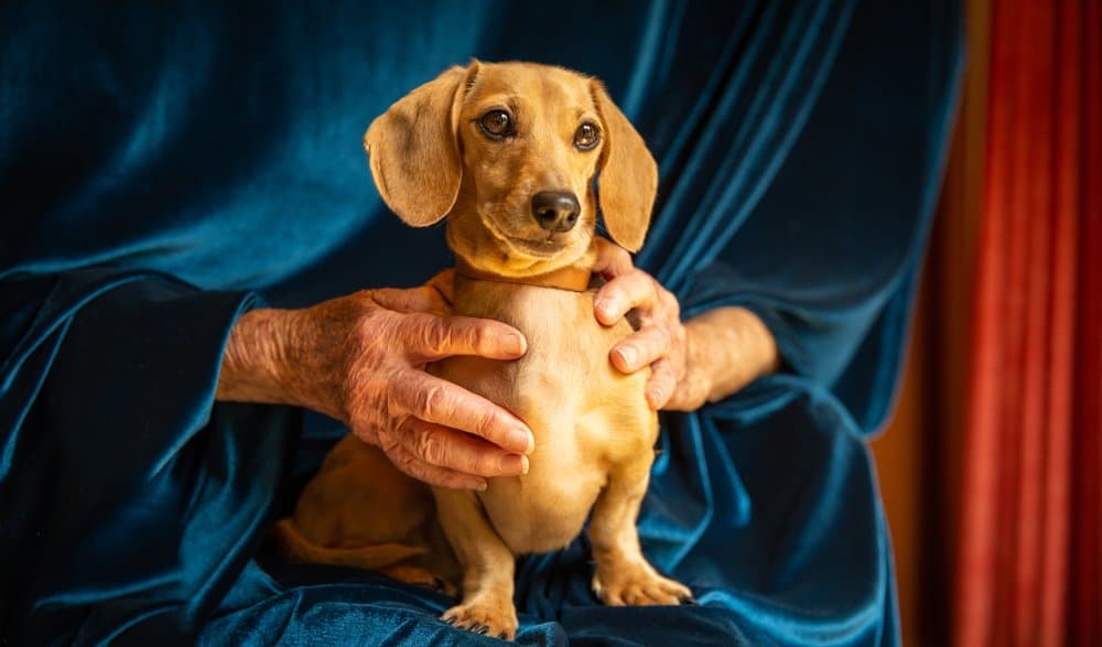 About Isabella Dachshund sitting on owner’s lap – Dachshund Lovers