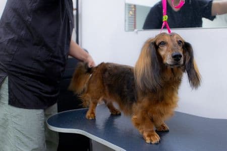 long haired dachshund grooming. Long-haired Dachshund being professionally groomed on a grooming table – Dachshund Lovers