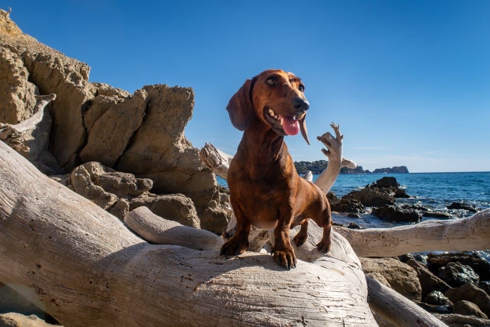 Are Dachshunds High Energy – happy brown Dachshund standing on driftwood by the ocean under bright blue sky – Dachshund Lovers