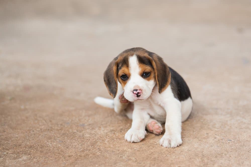 Beagle Dachshund Mix puppy sitting on the ground with a curious expression – Dachshund Lovers