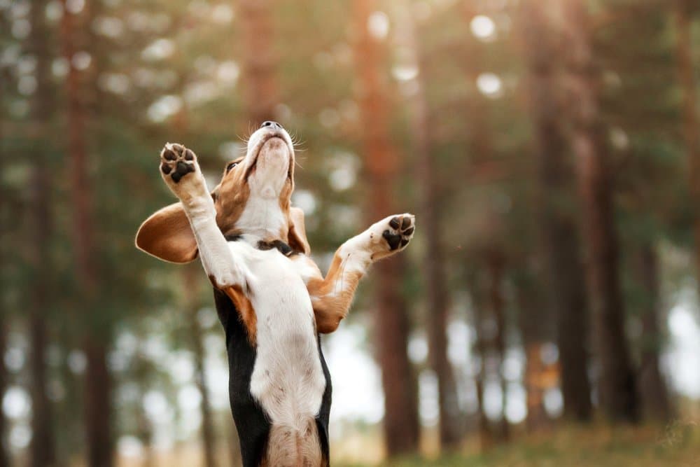 Beagle Dachshund Mix standing on hind legs in the forest during obedience training – Dachshund Lovers