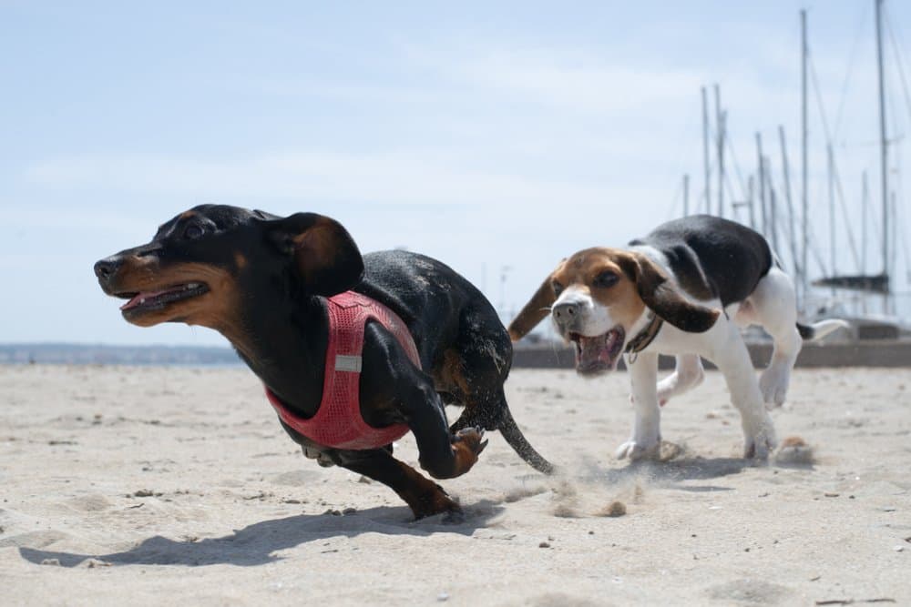 Beagle chasing Dachshund wearing a red harness on a sunny beach near boats – Dachshund Lovers. Beagle Vs Dachshund