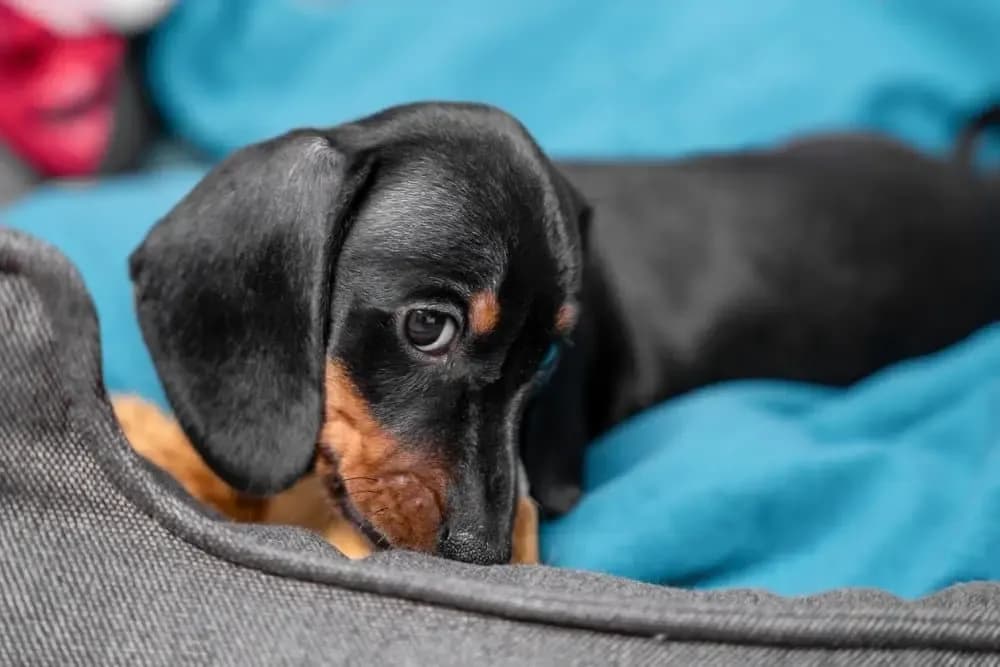 Adorable black and tan dachshund puppy resting on a cozy blue blanket – Dachshund Lovers