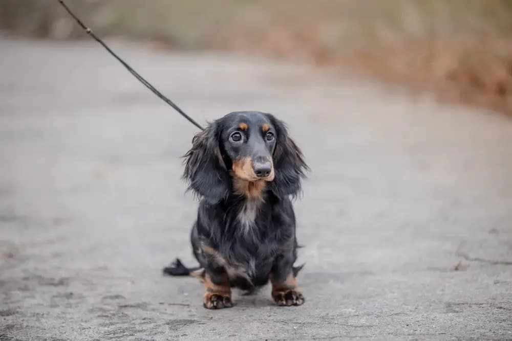 Elegant black and tan long-haired dachshund standing on a quiet path – Dachshund Lovers