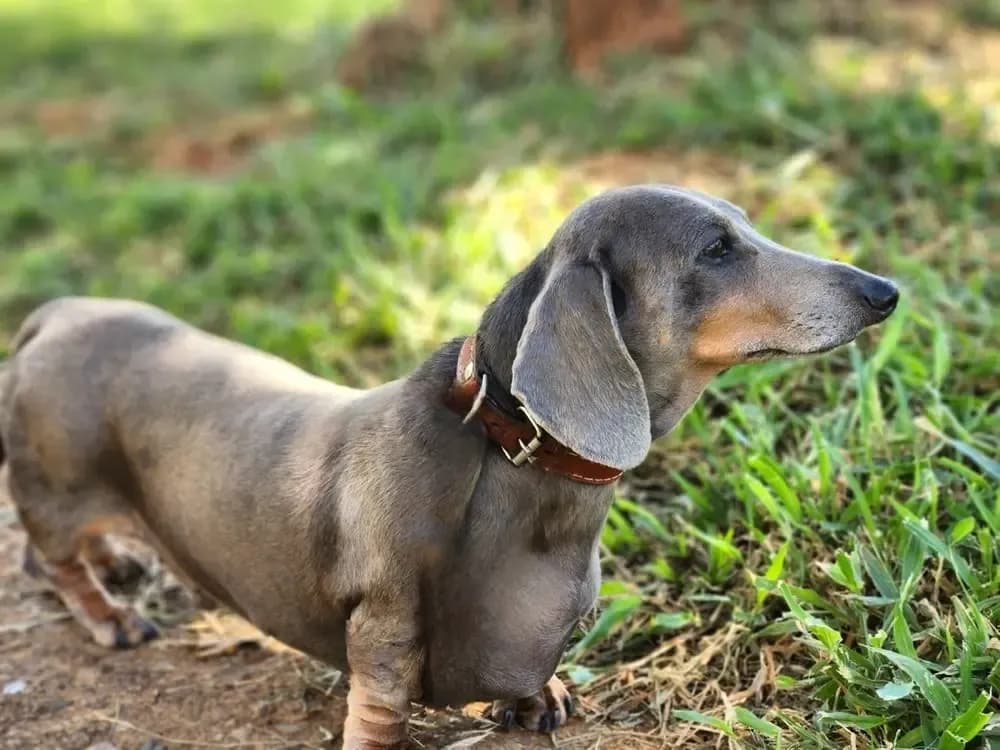 Beautiful blue dachshund standing on grass wearing a brown collar – Dachshund Lovers