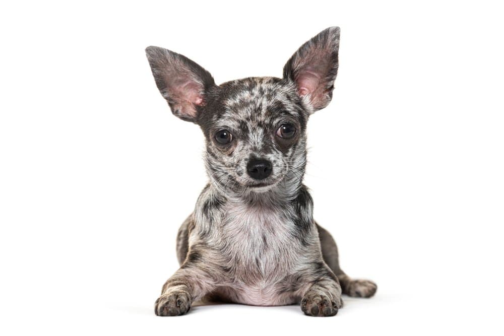 Blue Merle Chiweenie puppy lying down on white background with unique merle markings – Dachshund Lovers