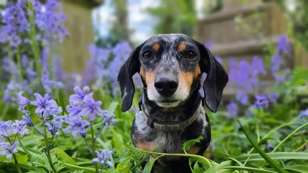 Beautiful blue merle dachshund sitting among vibrant purple flowers in a garden – Dachshund Lovers